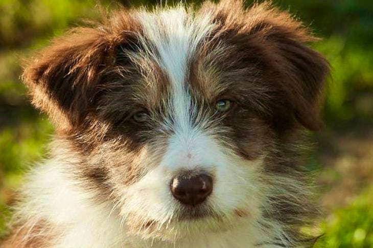 Bearded collie x border clearance collie