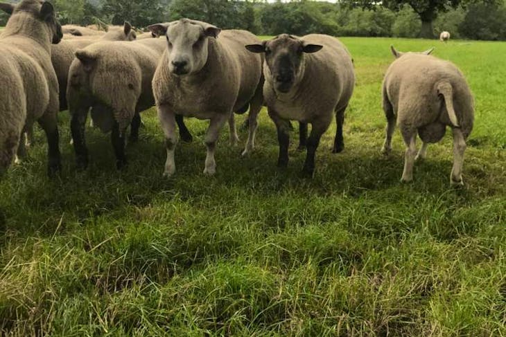 30 Pedigree Beltex, Charollais, Suffolk Cross Breeding Rams ...