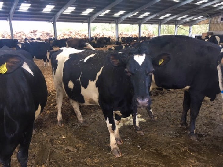 15 British Friesian, Norwegian Red, Swedish Red, Jersey Cross In-Calf ...