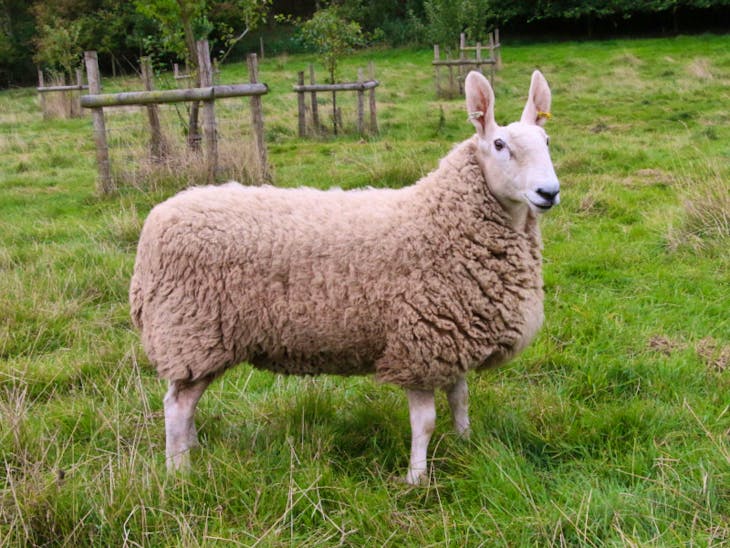 5 Pedigree Border Leicester In-Lamb Breeding Ewes, Gimmers ...