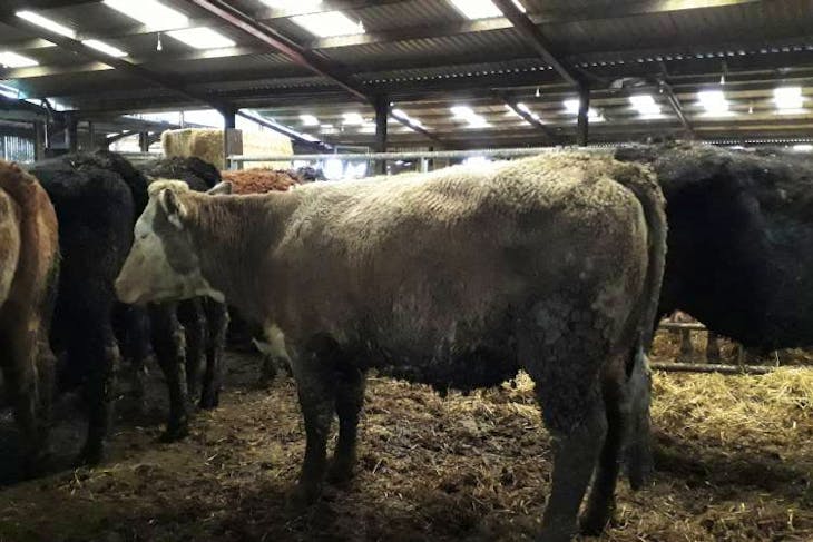 32 Belgium Blue, Charolais, Hereford, Limousin, Simmental Cross In-Calf ...