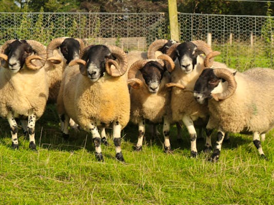 Maternal Sheep Group | SellMyLivestock - The Online Livestock Marketplace