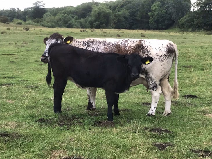 10 Pedigree Longhorn, Aberdeen Angus In-Calf Breeding Cows, Calves with ...