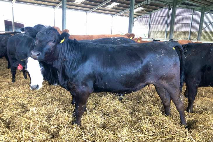 35 Aberdeen Angus, Limousin Cross Store, Breeding Heifers ...