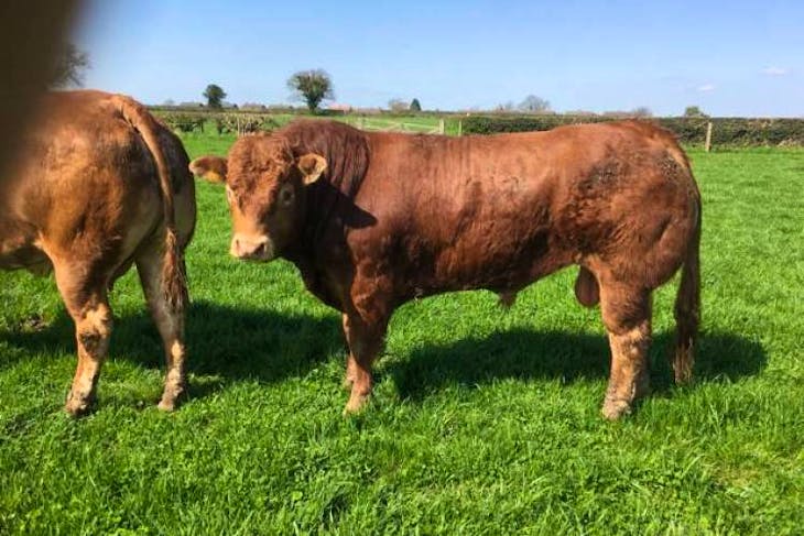 5 Limousin Cross Breeding Cows | SellMyLivestock - The Online Livestock ...