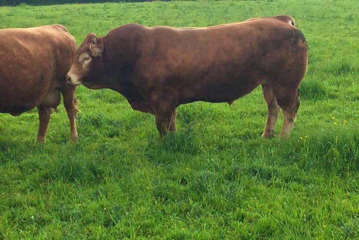 20 Limousin, South Devon Cross In-Calf Breeding Cows, Calves, Bulls ...