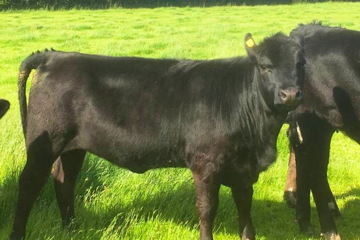 5 Stabiliser Cross Breeding, Store Heifers | SellMyLivestock - The ...