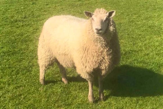 Charollais Sheep For Sale | SellMyLivestock - The Online Livestock ...