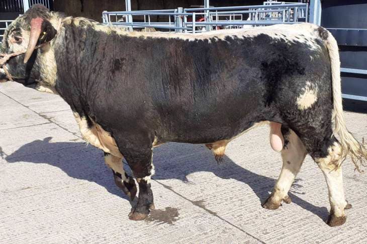 4 Pedigree Longhorn Breeding Bulls | SellMyLivestock - The Online ...