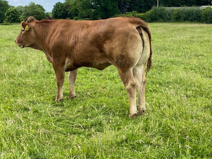 1 Pedigree Limousin Breeding Heifer | SellMyLivestock - The Online ...