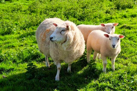 Berrichon Sheep For Sale | SellMyLivestock - The Online Livestock ...