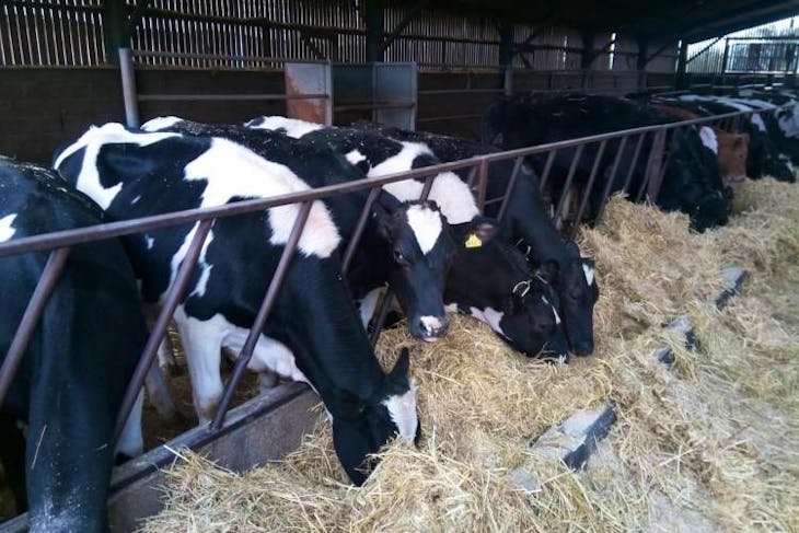 20 Organic Holstein Friesian, NZ Friesian, British Friesian, Holstein ...