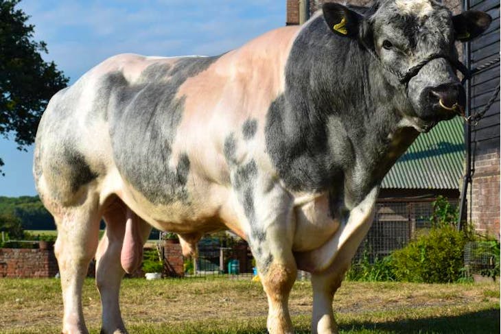 1 Pedigree British Blue Breeding Bull | SellMyLivestock - The Online ...