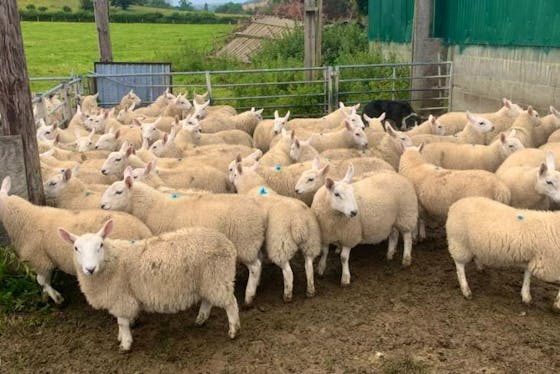 North Country Cheviot Sheep For Sale | SellMyLivestock - The Online ...