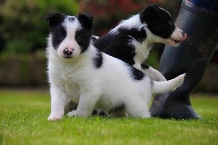 Registered border collie hot sale puppies