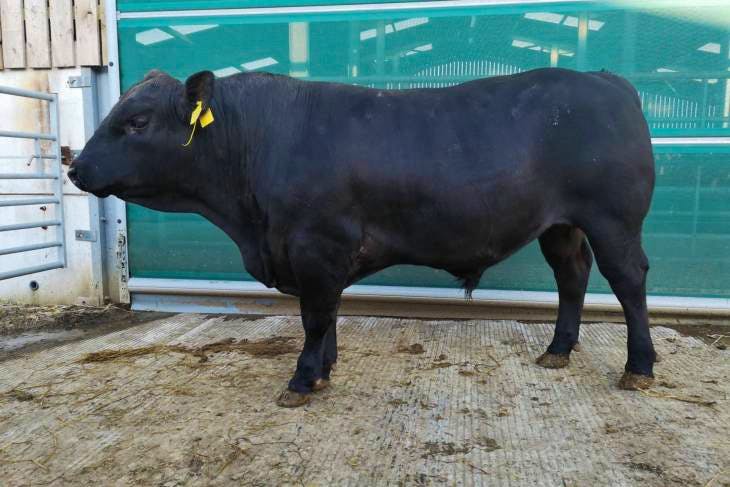 1 Pedigree Stabiliser Breeding Bull | SellMyLivestock - The Online ...