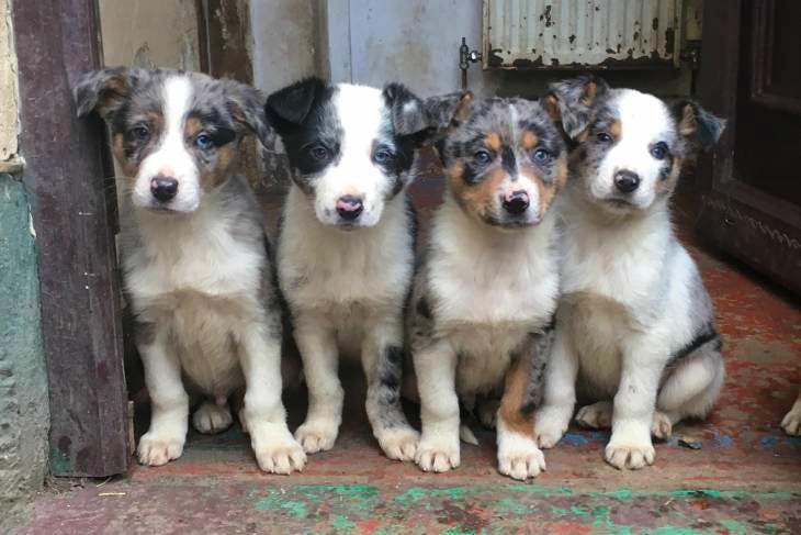 Blue merle cheap welsh collie