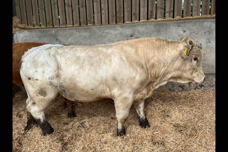 1 Charolais Breeding Bull | SellMyLivestock - The Online Livestock ...