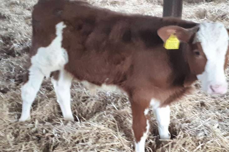 32 Simmental, Limousin, Charolais, Fleckvieh, Belgium Blue ...