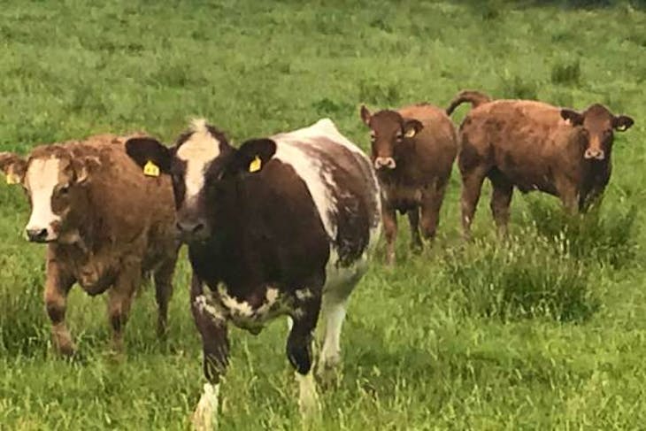 9 Beef Shorthorn, Simmental Cross Breeding Heifers | SellMyLivestock ...