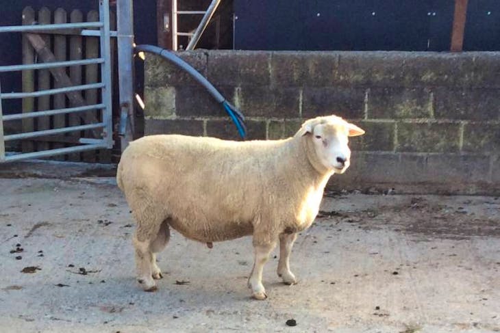 1 New Zealand Romney Breeding Ram | SellMyLivestock - The Online ...