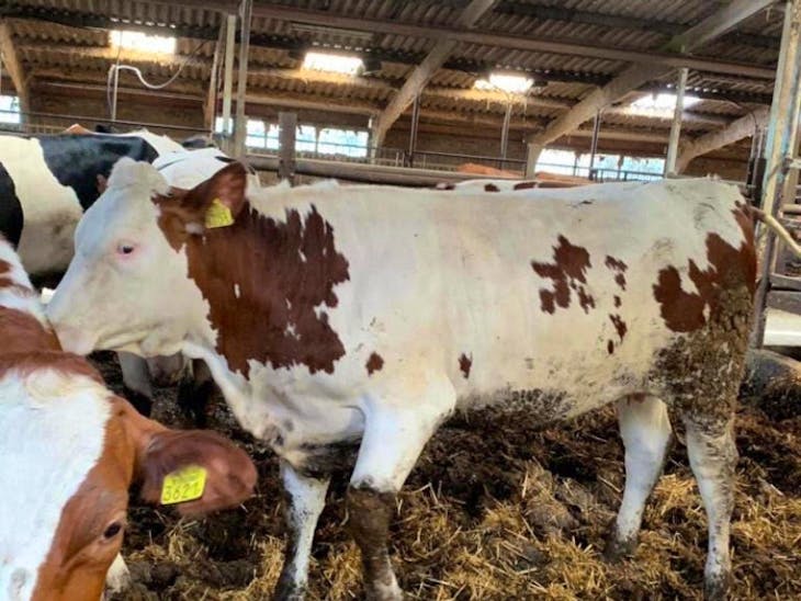 25 Swedish Red, Holstein, Montbeliarde InCalf Breeding, Dairy Heifers
