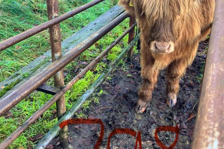 4 Highland Breeding Calves 