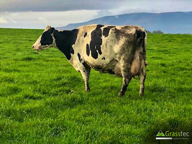 29 Holstein Friesian, Holstein InCalf Breeding, Dairy