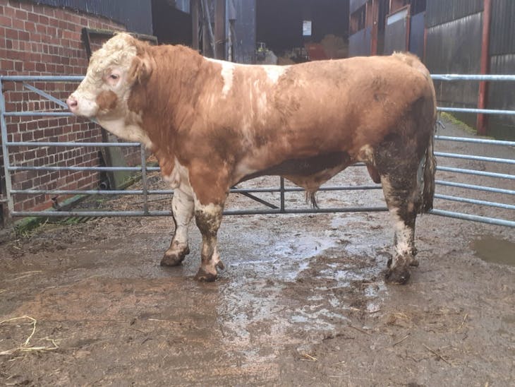 1 Pedigree Simmental Breeding Bull Sellmylivestock The Online Livestock Marketplace 