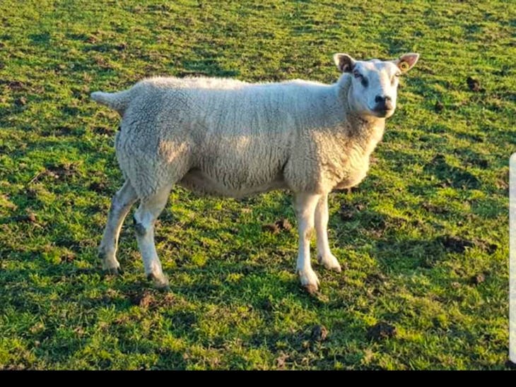 11 Texel, Beltex, Charollais Cross Breeding Ewes | SellMyLivestock ...