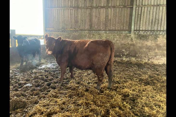 16 Beef Shorthorn, Luing, Aberdeen Angus, Limousin Cross In-Calf ...