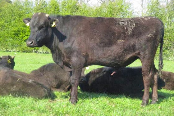 Wagyu Cattle For Sale | SellMyLivestock - The Online Livestock Marketplace