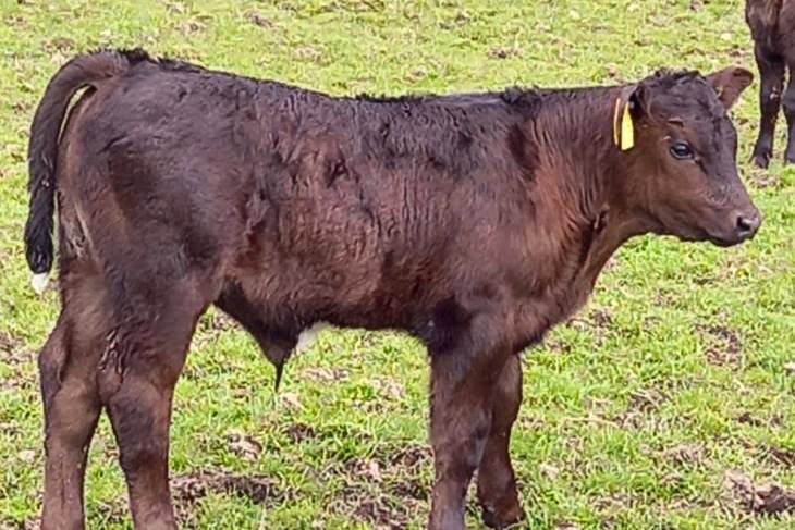 15 Aberdeen Angus Cross In-Calf Breeding Heifers | SellMyLivestock ...