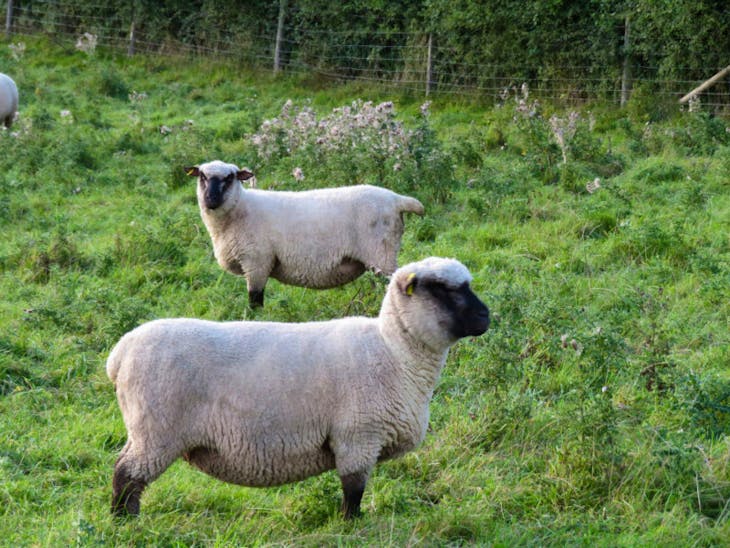 6 Pedigree Shropshire Breeding Ewes | SellMyLivestock - The Online ...