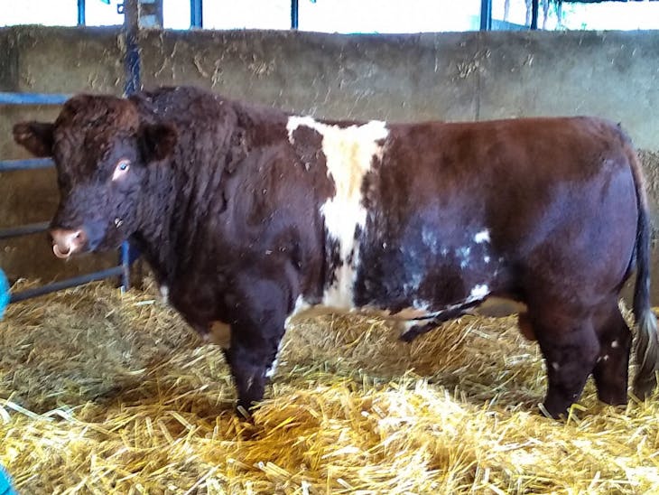 1 Pedigree Beef Shorthorn Breeding Bull | SellMyLivestock - The Online ...