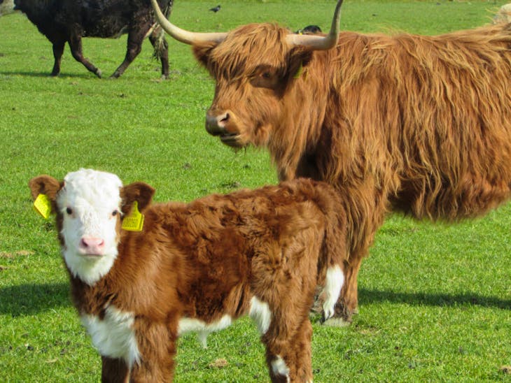 8 Highland Cross In-Calf Breeding Cows with Calves at Foot ...