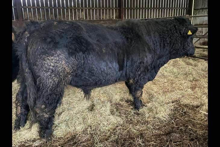 1 Organic Pedigree Welsh Black Breeding Bull | SellMyLivestock - The ...