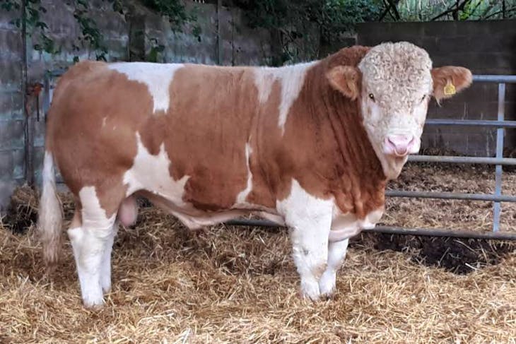 1 Pedigree Simmental Breeding Bull Sellmylivestock The Online Livestock Marketplace 