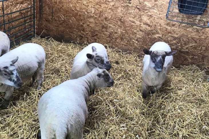 5 Hampshire Down, Texel Cross Breeding Lambs | SellMyLivestock - The ...