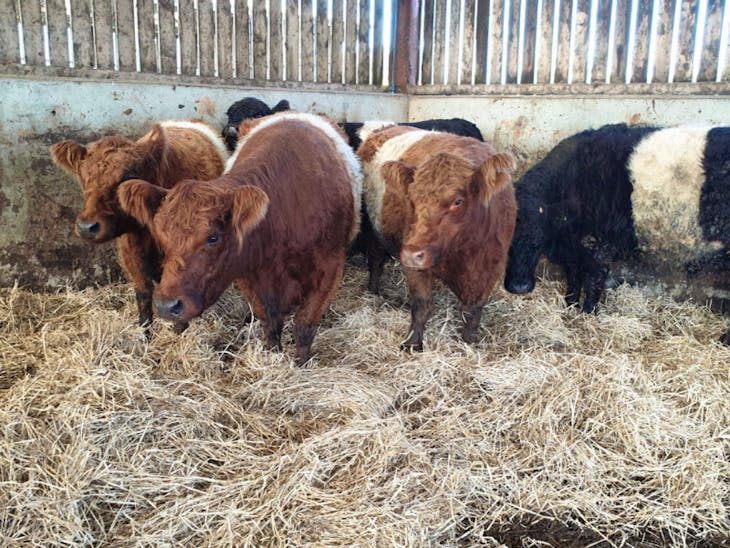 3 Pedigree Belted Galloway Breeding Heifers SellMyLivestock The