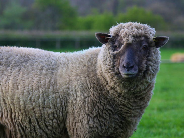 5 Pedigree Vendeen Breeding Ewes | SellMyLivestock - The Online ...