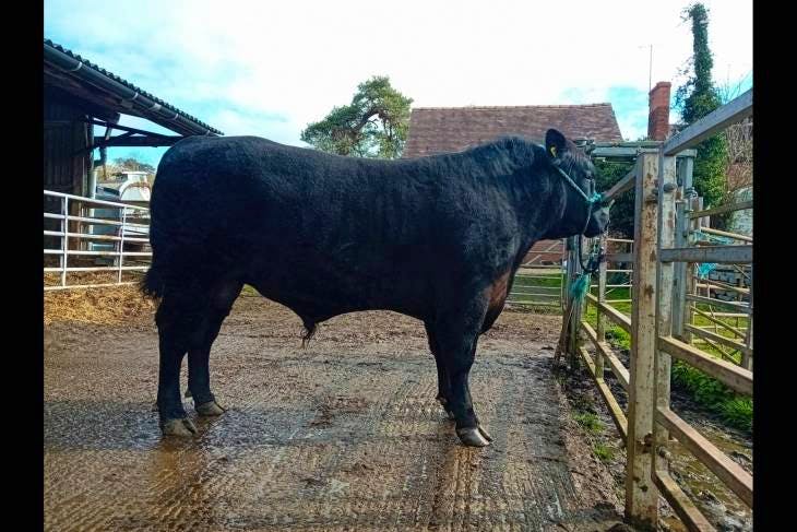 1 Pedigree Aberdeen Angus Breeding Bull | SellMyLivestock - The Online ...