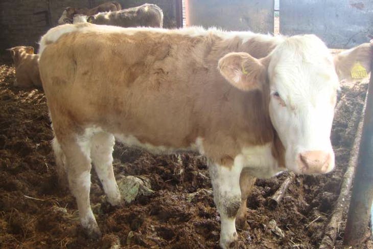 17 Hereford Charolais Store Mixed Sex Sellmylivestock The Online Livestock Marketplace 