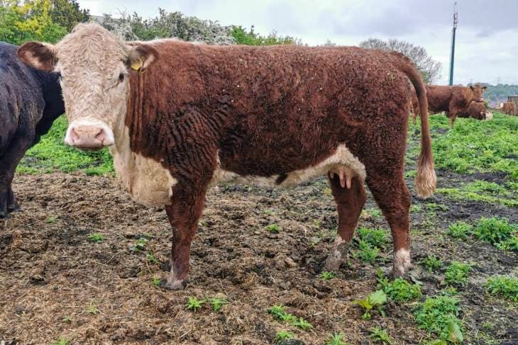 10 Highland, Aberdeen Angus, South Devon, Hereford, Longhorn Cross In ...