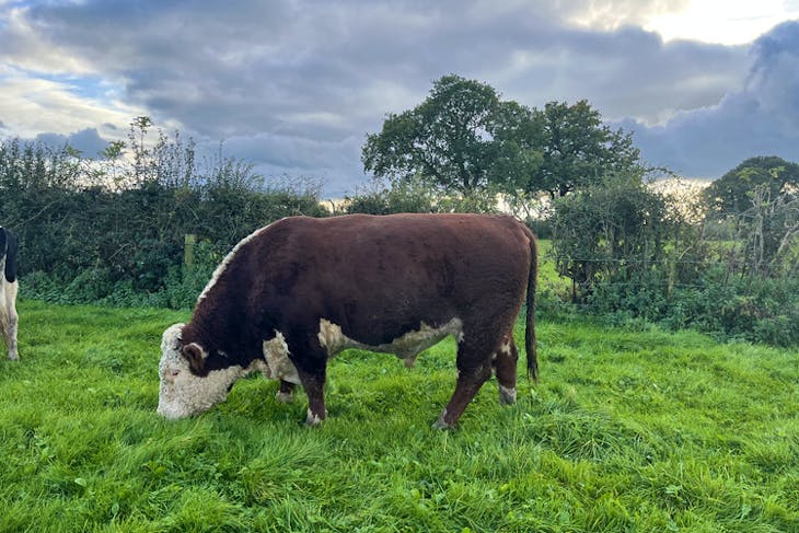 20 Holstein Friesian, British Friesian Cross In-Calf Dairy, Breeding ...