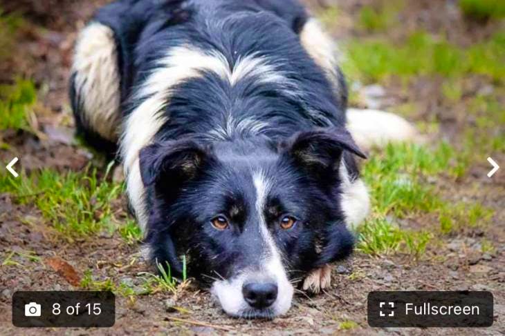 how old was the oldest border collie