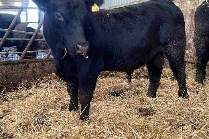 2 Pedigree Aberdeen Angus Breeding Bulls 