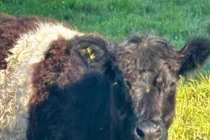 2 Hereford, Belted Galloway Breeding, Store Heifers | SellMyLivestock ...