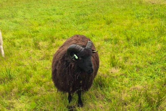 Hebridean Sheep For Sale | SellMyLivestock - The Online Livestock