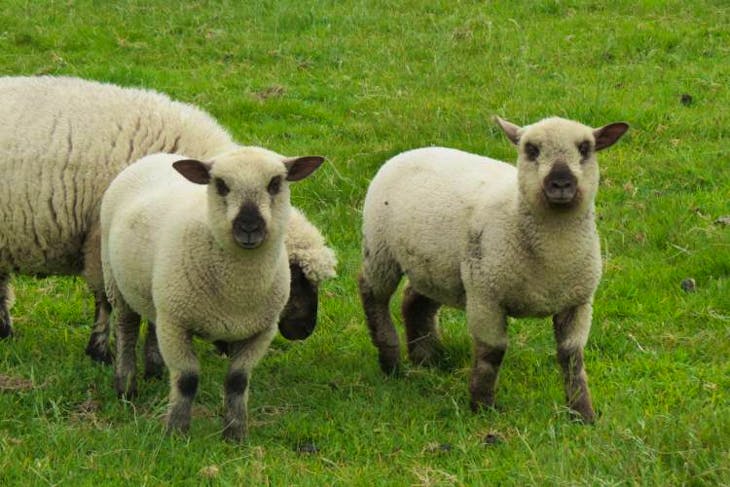 10 Dorset Down Breeding Ewes, Lambs, Shearlings | SellMyLivestock - The ...